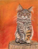 Maine Coon cat pastel drawing